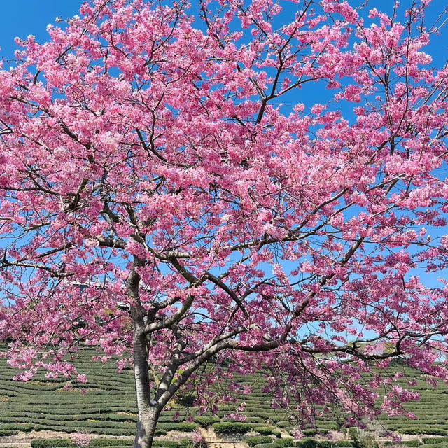 武陵農場·櫻花仙境