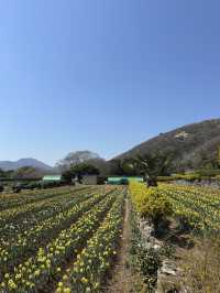 노오란 수선화가 가득한 ‘거제 공곶이’ 🌼🌻