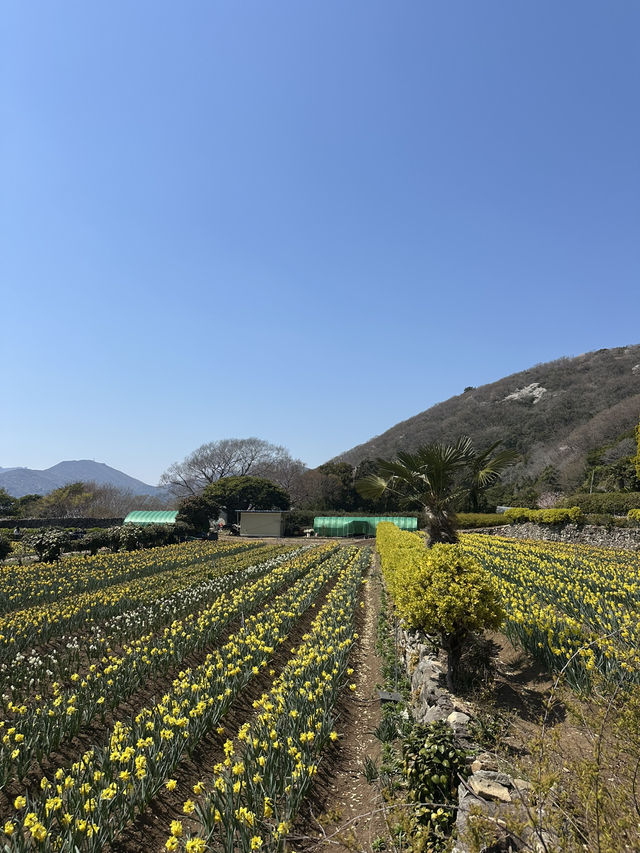 노오란 수선화가 가득한 ‘거제 공곶이’ 🌼🌻