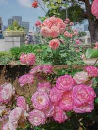 สวนกุหลาบกลางเมือง เข้าฟรี! ที่โอซาก้า🌹