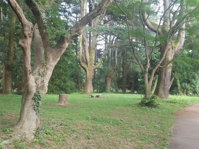 [🇯🇵京都] 緑に包まれる癒しの時間―京都府立植物園で感じる自然の息吹