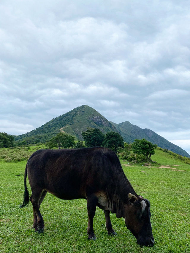 春天，綠油油的昂平大草原旅遊攻略💚