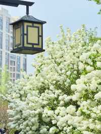 Xinzhuang Plum Garden Hydrangeas– Shanghai’s Secret Hydrangea Wonderland
