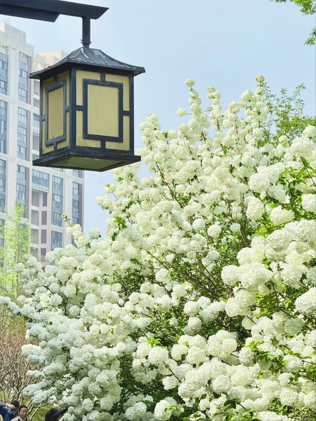 Xinzhuang Plum Garden Hydrangeas– Shanghai’s Secret Hydrangea Wonderland
