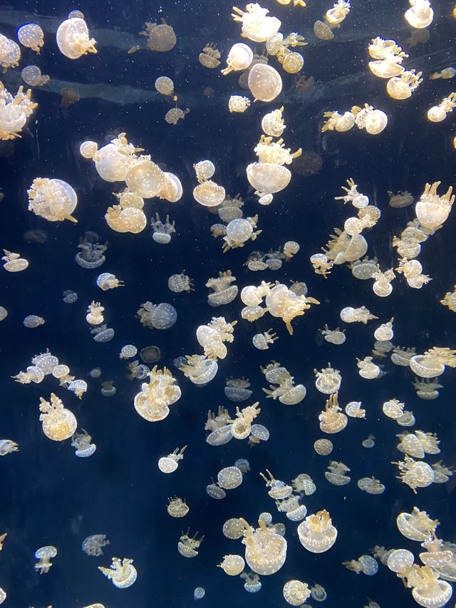 新加坡🇸🇬全球最大水族館之一🐠🪼