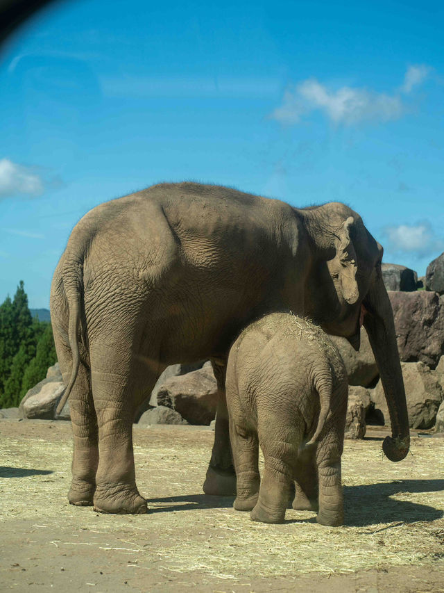 【九州自然動物公園の見どころ】🌍🐅