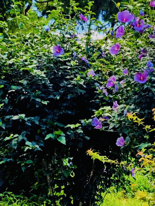 Unveiling the Pink Paradise: Jayu Park Awaits! 🌸➡️🌳🌸