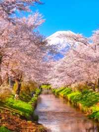 Pink Perfection: Mount Fuji's Cherry Blossom Spectacle at Oshino Hakkai