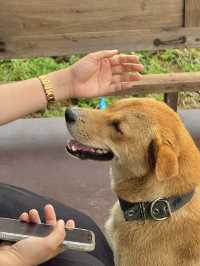 ไร่ลุงลอน จ.แพร่ 🏡⛰️🌤️🐶
