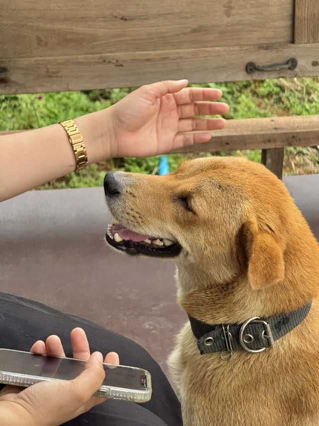 ไร่ลุงลอน จ.แพร่ 🏡⛰️🌤️🐶