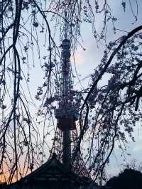 【春の夜の東京港区芝地区　田町-増上寺-東京タワー,芝公園-聖オルバン教会-麻布台、神谷町までシティウォーク。】 