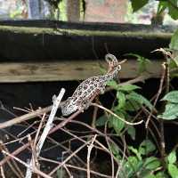 Réserve Peyrieras Madagascar Exotic｜近距離認識馬達加斯加生物