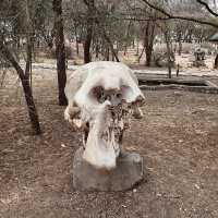 Tarangire 國家公園入口｜壯闊草原探險的起點