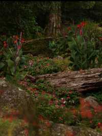🌸 Spring Garden Kundasang – A Floral Escape in Sabah’s Highlands