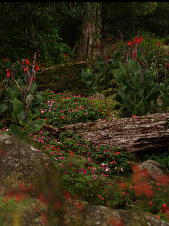 🌸 Spring Garden Kundasang – A Floral Escape in Sabah’s Highlands