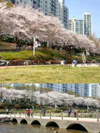 CHERRY BLOSSOMS IN FULL GLORY, THE MOST SWEETEST MOMENT