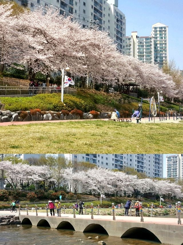 CHERRY BLOSSOMS IN FULL GLORY, THE MOST SWEETEST MOMENT