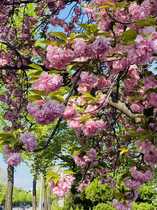 Yuseong Riverside Bloom: An April Day's Dream of Double Cherry Blossoms and Azaleas 🌸☀️