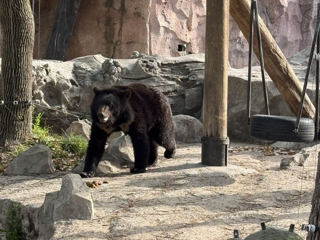 上海野生動物園優質動物園之選👍👍