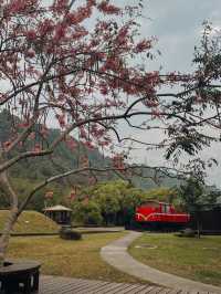 “Alishan Cherry Blossoms: A Mountain Wonderland in Full Bloom”