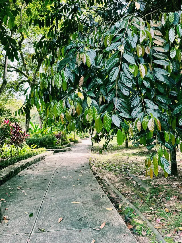 สำรวจโอเอซิสสีเขียวในสวนพฤกษชาติเปอร์ตานา