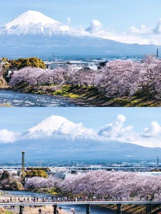 Skip Lake Kawaguchi and Head to This Hidden Spot for Stunning Mount Fuji Cherry Blossoms 🌸🏔️