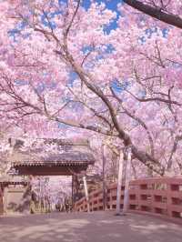 Shikoku's Cherry Blossom Spectacular—Don't Miss Out!