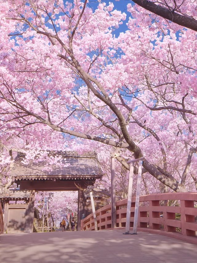 Shikoku's Cherry Blossom Spectacular—Don't Miss Out!
