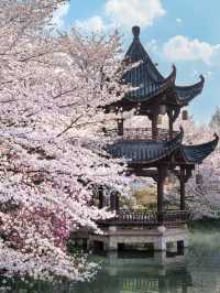 Cherry Blossoms at Mengxi Garden