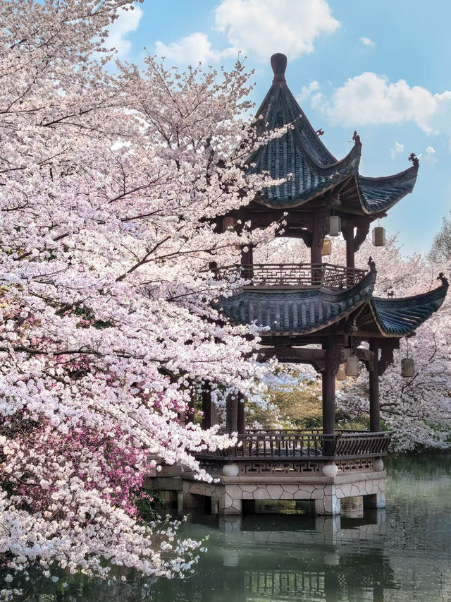 Cherry Blossoms at Mengxi Garden