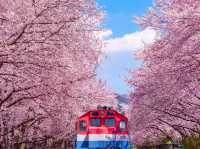 Jinhae Gunhangje Festival: Korea’s Most Spectacular Cherry Blossom Extravaganza**   