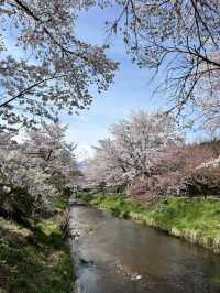Oshino Hakkai | Who Says There's Only "Sea" Here? 🌸