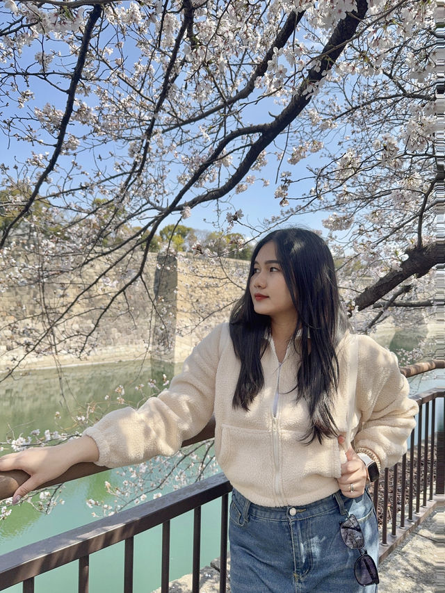 ชมซากุระบานที่ปราสาทโอซาก้า 🏯🌸