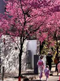 A Pink Citywalk in Tokyo This March 🌸🏙️ | Cherry Blossoms and Urban Magic