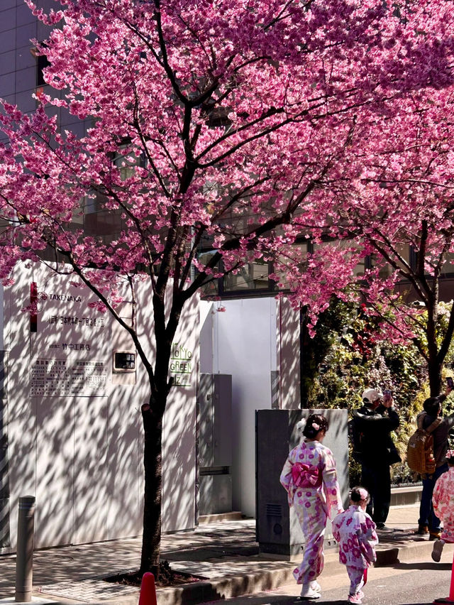 A Pink Citywalk in Tokyo This March 🌸🏙️ | Cherry Blossoms and Urban Magic