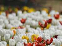 Tulip Festival in Korea
