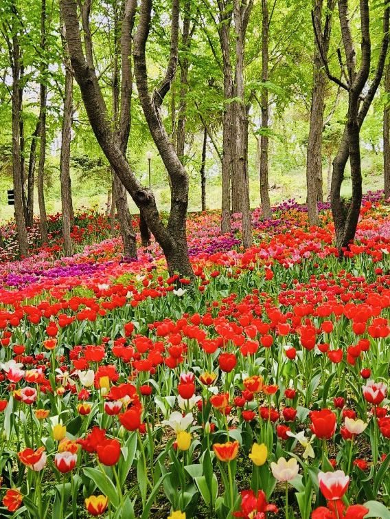 Pinnacle Land: A Tulip Heaven