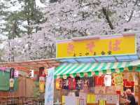 Pink Dreams on the Water: Cherry Blossoms at Hirosaki Park
