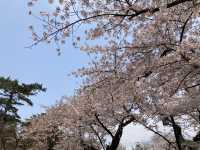 千秋公園の桜