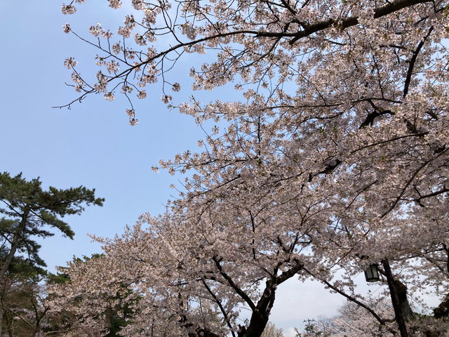 千秋公園の桜