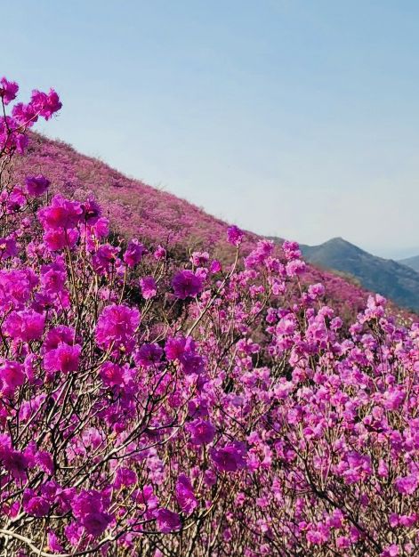 Springtime Ascent and Panoramic Vistas at Cheonjusan Mountain