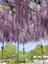 【足利】満開の藤の花を楽しもう