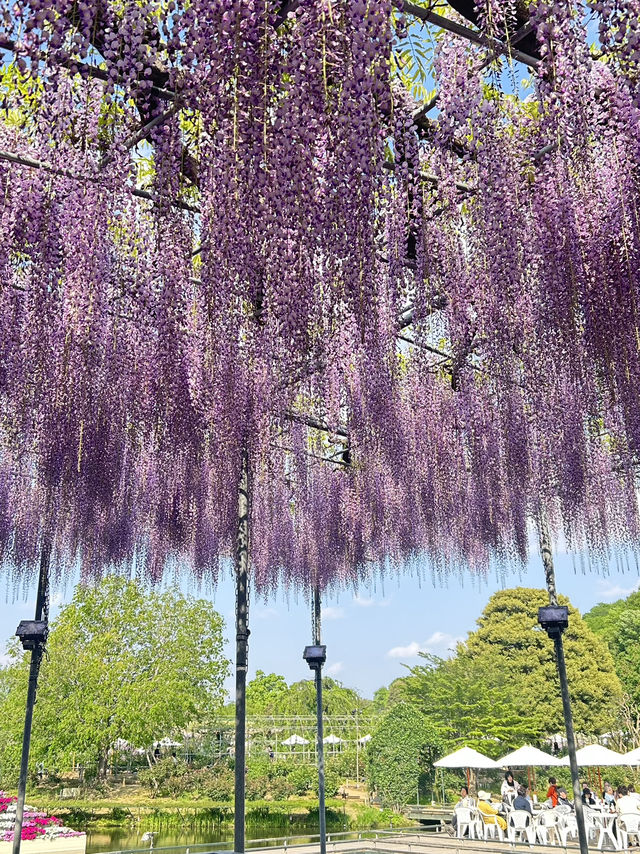 【足利】満開の藤の花を楽しもう