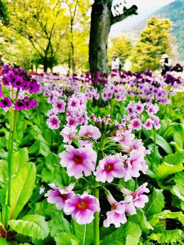 Shibazakura Garden: Japan's Spring Blooming Beauty