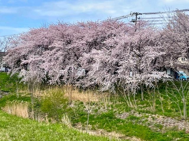 札幌賞櫻-新川櫻並木，北海道最長的櫻花樹林