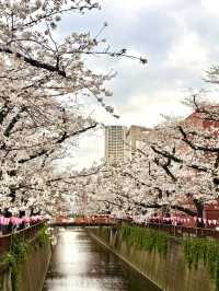 紅眼3天2夜快閃東京🌸櫻花大爆發🌸