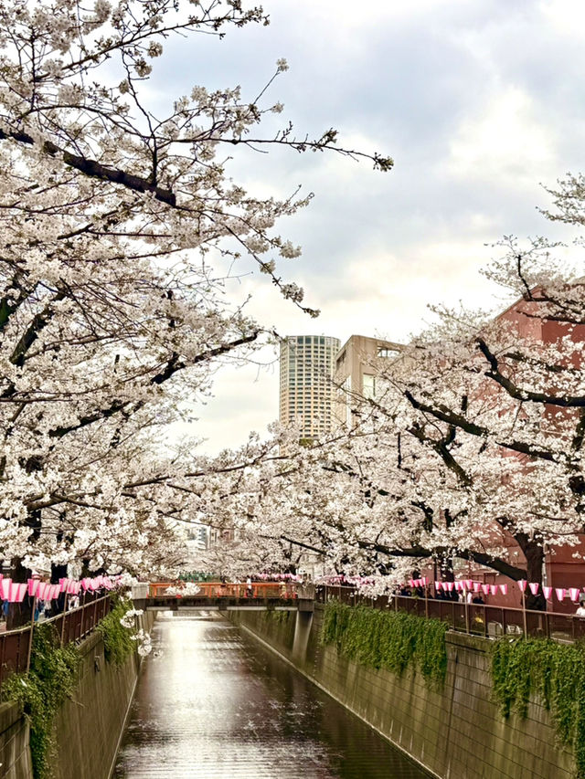 紅眼3天2夜快閃東京🌸櫻花大爆發🌸