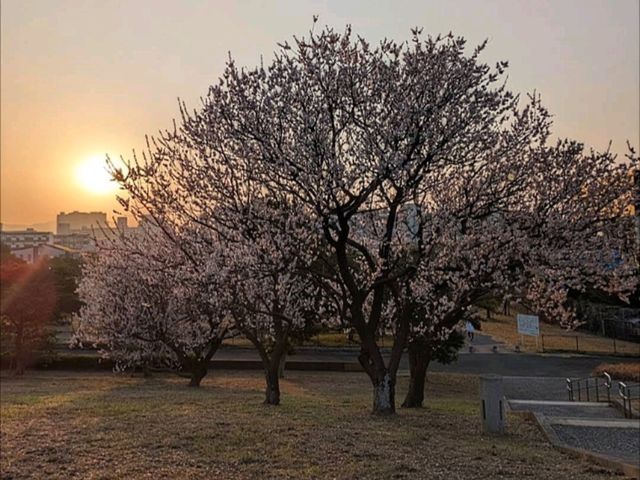 福岡海濱公園賞櫻---Minato 100 Nen Parkみなと100年公園