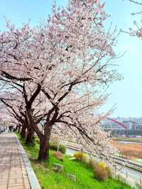 Sakura Blooming in Cheongju