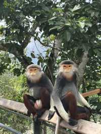 Rainforest Wild Asia – A Hidden Gem for Nature Enthusiasts